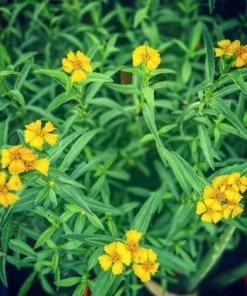 Tarragon Herb Plant Set - 2 Live Plants, 5-9 Inch Tall, Culinary Herb