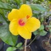 Tequila Hibiscus Starter Plant - 6in Live Plant - Tropical Blooms
