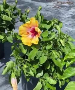 Tequila Hibiscus Starter Plant - 6in Live Plant - Tropical Blooms