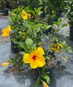 Tequila Hibiscus Starter Plant - 6in Live Plant - Tropical Blooms