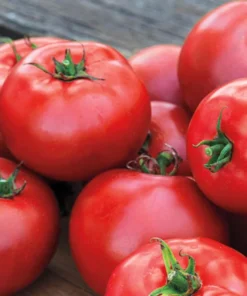 Tomato Big Boy Live Plant Set - Large & Juicy, 4-6 inch, Outdoor Planting