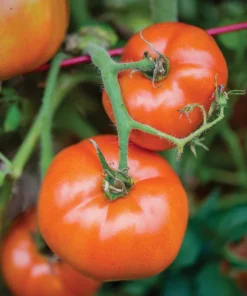 Tomato Big Boy Live Plant Set - Large & Juicy, 4-6 inch, Outdoor Planting