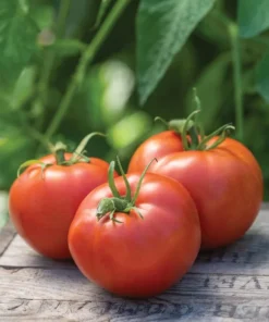 Tomato Big Boy Live Plant Set - Large & Juicy, 4-6 inch, Outdoor Planting
