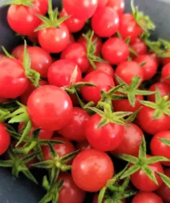 Tomato Supersweet 100 Live Plant SET 2 - 4-6 inch Tall - Outdoor Planting