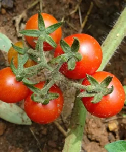 Tomato Supersweet 100 Live Plant SET 2 - 4-6 inch Tall - Outdoor Planting