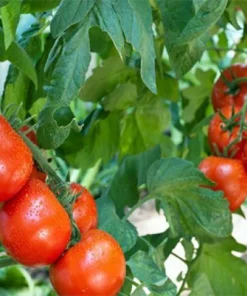 Tomato Supersweet 100 Live Plant SET 2 - 4-6 inch Tall - Outdoor Planting