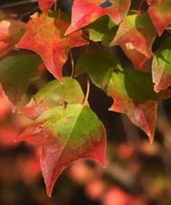 Trident Maple Tree 4 inches pot Outdoor Plant