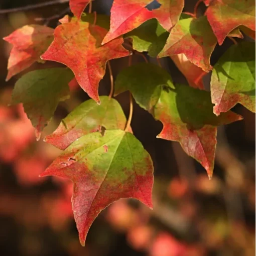 Trident Maple Tree 4 inches pot Outdoor Plant