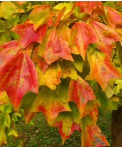 Trident Maple Tree 4 inches pot Outdoor Plant