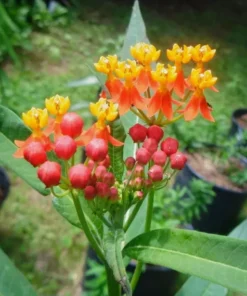 Tropical Milkweed Set - 2 Red Bloodflower Live Plant