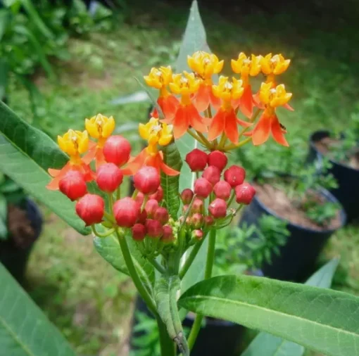 Tropical Milkweed Set - 2 Red Bloodflower Live Plant