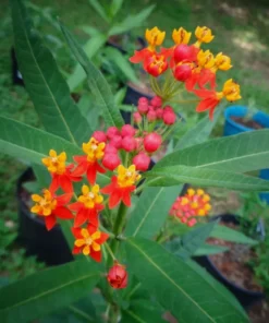 Tropical Milkweed Set - 2 Red Bloodflower Live Plant