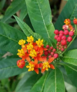 Tropical Milkweed Set - 2 Red Bloodflower Live Plant
