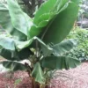 Truly Tiny Banana Plant 4-6in Tall - No Pot Dwarf Musa Banana