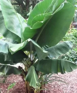 Truly Tiny Banana Plant 4-6in Tall - No Pot Dwarf Musa Banana