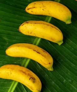 Truly Tiny Banana Plant 4-6in Tall - No Pot Dwarf Musa Banana