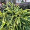 Variegated Ginger Plant - 1 Gallon Potted Plant - 2 Feet Tall