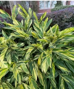 Variegated Ginger Plant - 1 Gallon Potted Plant - 2 Feet Tall