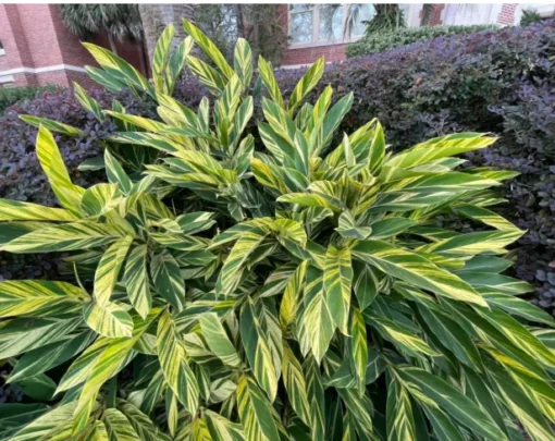 Variegated Ginger Plant - 1 Gallon Potted Plant - 2 Feet Tall