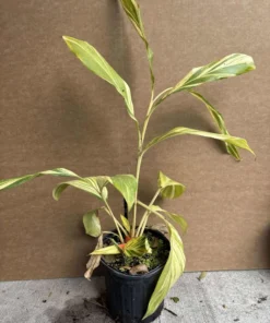 Variegated Ginger Plant - 1 Gallon Potted Plant - 2 Feet Tall