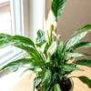Variegated Peace Lily Starter Plant Live Indoor Air Purifier