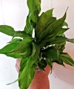 Variegated Peace Lily Starter Plant Live Indoor Air Purifier