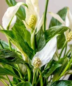 Variegated Peace Lily Starter Plant Live Indoor Air Purifier