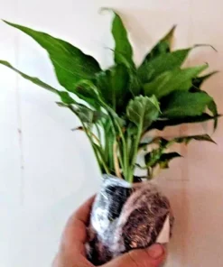 Variegated Peace Lily Starter Plant Live Indoor Air Purifier