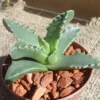 Tiger Jaw Succulent Faucaria Tigrina - 2.5" Pot - Unique Succulent