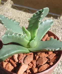 Tiger Jaw Succulent Faucaria Tigrina - 2.5" Pot - Unique Succulent