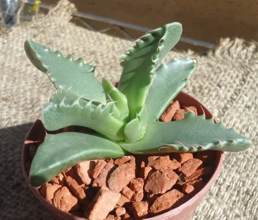 Tiger Jaw Succulent Faucaria Tigrina - 2.5" Pot - Unique Succulent