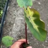 Waikiki Colocasia Starter Plant 4-7" Tall in 3" Pot, Ship No Pot - Rare Variegated Leaf - Indoor Houseplant
