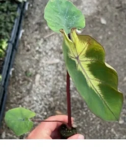 Waikiki Colocasia Starter Plant 4-7" Tall in 3" Pot, Ship No Pot - Rare Variegated Leaf - Indoor Houseplant