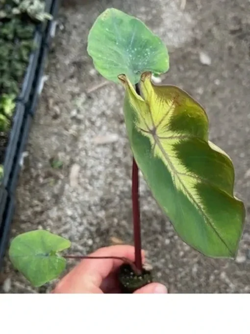 Waikiki Colocasia Starter Plant 4-7" Tall in 3" Pot, Ship No Pot - Rare Variegated Leaf - Indoor Houseplant