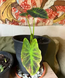 Waikiki Colocasia Starter Plant 4-7" Tall in 3" Pot, Ship No Pot - Rare Variegated Leaf - Indoor Houseplant