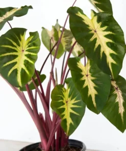 Waikiki Colocasia Starter Plant 4-7