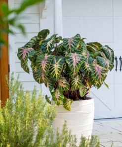 Waikiki Colocasia Starter Plant 4-7