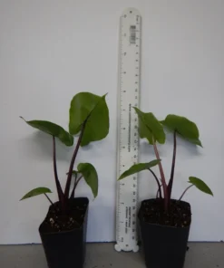 Waikiki Colocasia Starter Plant 4-7