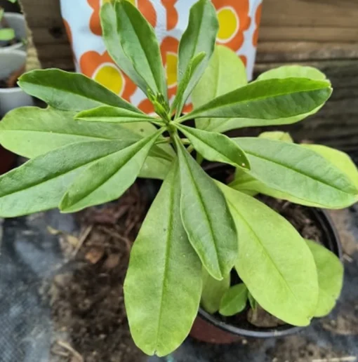 Waterleaf Spinach Plant - 4in Pot - Nutritious Vegetable