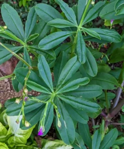 Waterleaf Spinach Plant - 4in Pot - Nutritious Vegetable