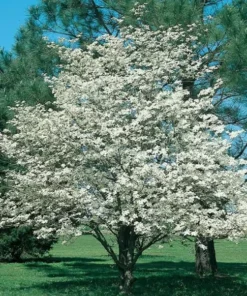 White Dogwood Plant - 4 Inch Pot - Ready for Planting Now