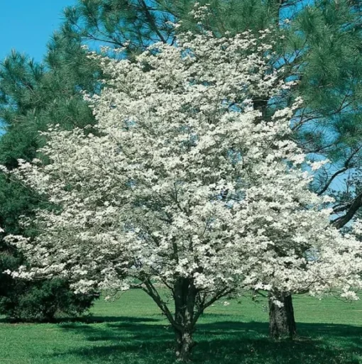 White Dogwood Plant - 4 Inch Pot - Ready for Planting Now