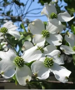 White Dogwood Plant - 4 Inch Pot - Ready for Planting Now