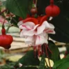 White Eyes Fuchsia Starter Plant 4-8" Tall in 4" Pot - Ship No Pot - White Red Fuchsia Flowers