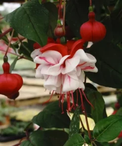 White Eyes Fuchsia Starter Plant 4-8" Tall in 4" Pot - Ship No Pot - White Red Fuchsia Flowers