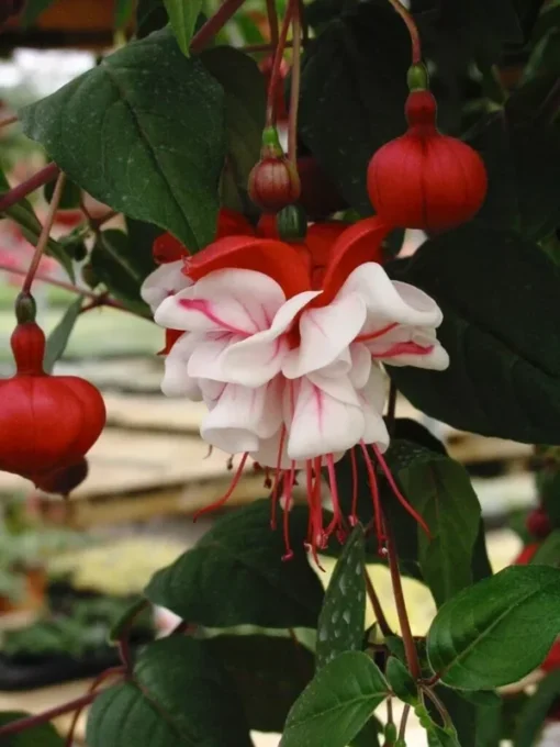 White Eyes Fuchsia Starter Plant 4-8" Tall in 4" Pot - Ship No Pot - White Red Fuchsia Flowers