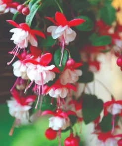 White Eyes Fuchsia Starter Plant 4-8