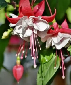 White Eyes Fuchsia Starter Plant 4-8