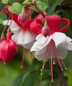 White Eyes Fuchsia Starter Plant 4-8