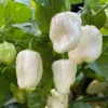 White Habanero Pepper Plant Set - 4 Inch Pot Live Super Hot Chili Plants
